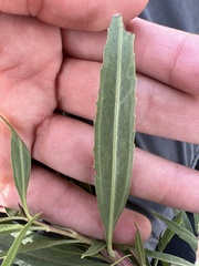 Baccharis salicifolia