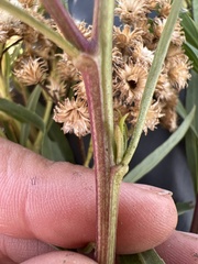 Baccharis salicifolia