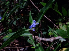 Commelina virginica
