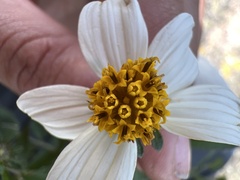 Bidens