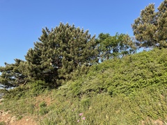 Pinus tabuliformis