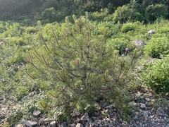 Pinus tabuliformis