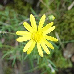 Senecio pinnatifolius
