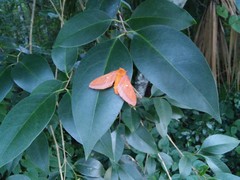 Anisota virginiensis