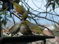 Zosterops lateralis lateralis