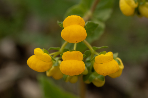 Calceolaria glandulosa
