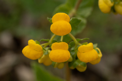 Calceolaria glandulosa