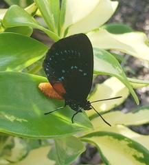 Eumaeus atala