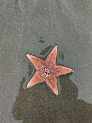 Dermasterias imbricata