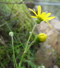 Senecio pinnatifolius