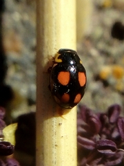 Hyperaspis festiva