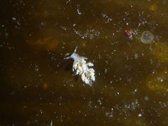 Eubranchus rustyus