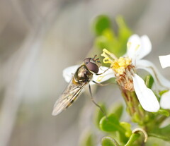 Melangyna viridiceps