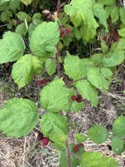 Rubus ursinus