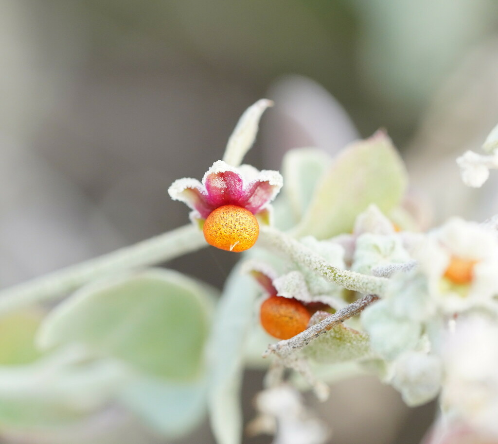 Chenopodium curvispicatum, Annuello VIC 3549, Australia, by reiner