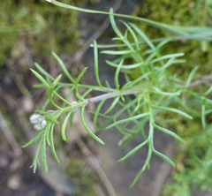 Senecio pinnatifolius