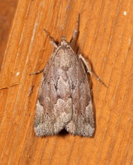 Cutina albopunctella