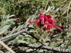 Grevillea lanigera