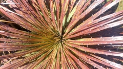 Puya clava-herculis