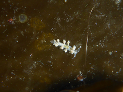 Eubranchus rustyus