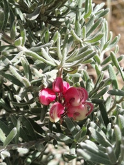 Grevillea lanigera