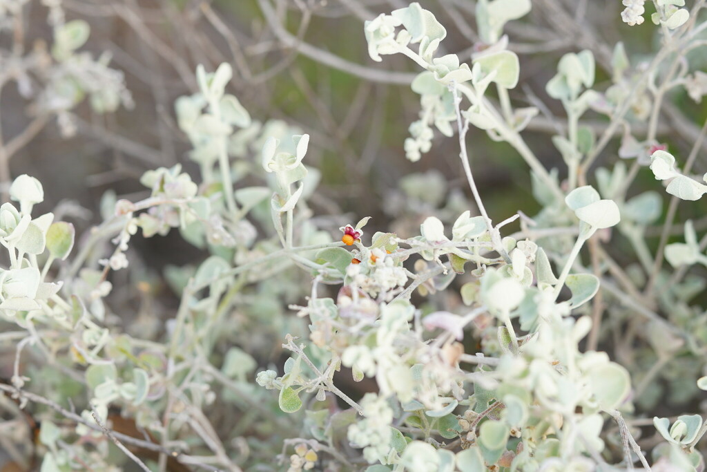 Chenopodium curvispicatum, Annuello VIC 3549, Australia, by reiner