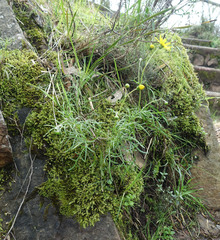Senecio pinnatifolius