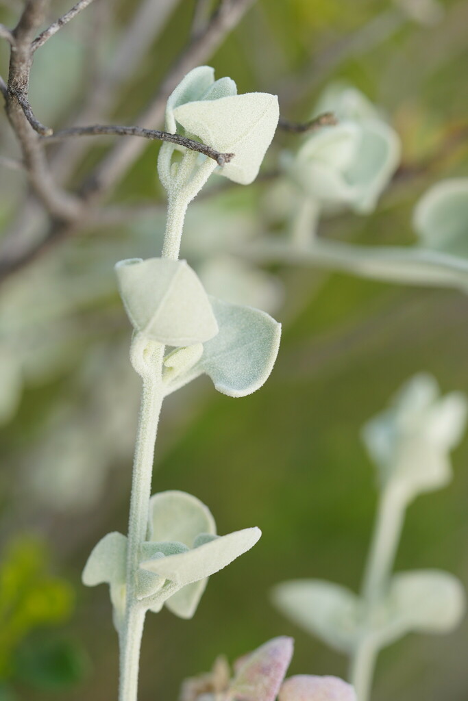 Chenopodium curvispicatum, Annuello VIC 3549, Australia, by reiner