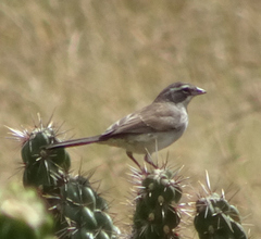Amphispiza bilineata