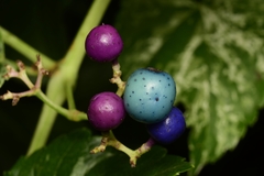Ampelopsis