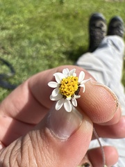 Tridax coronopifolia