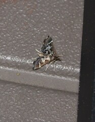 Diasemiodes janassialis