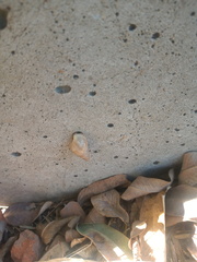 Bulimulus bonariensis