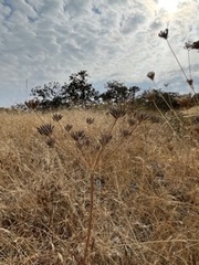 Lomatium