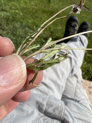 Tridax coronopifolia