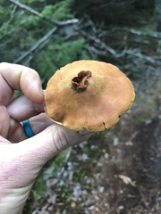 Cortinarius semisanguineus
