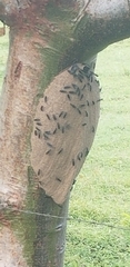 Synoeca septentrionalis