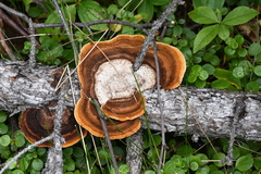 Gloeophyllum sepiarium