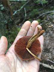 Cortinarius semisanguineus
