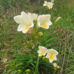 Freesia