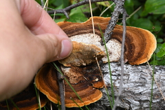 Gloeophyllum sepiarium
