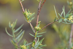Pimelea microcephala