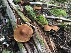 Cortinarius semisanguineus