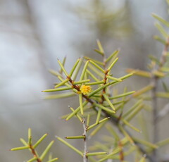 Acacia colletioides