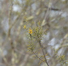 Acacia colletioides