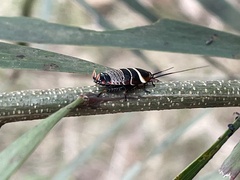 Ellipsidion australe
