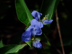 Commelina virginica