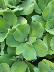 Pistia stratiotes