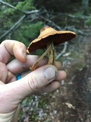 Cortinarius semisanguineus