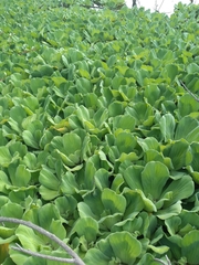 Pistia stratiotes